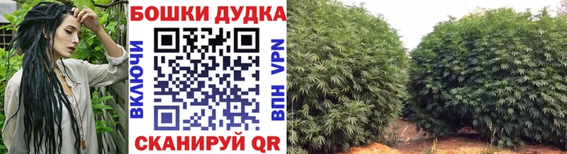 Каннабис Amnesia  Кологрив 